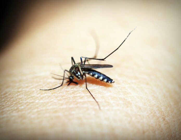 Mosquito da Dengue - Aedes aegypti